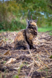 This camouflaged cat was a cuddly friend, rubbing up against the legs of all the workers on the farm as they weeded and harvested vegetables.