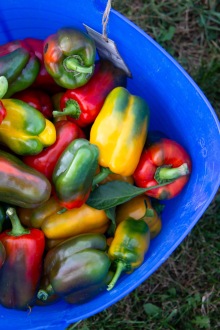 We visited the farm on one of the group's harvest nights. These colorful peppers were one of the first things to be picked.
